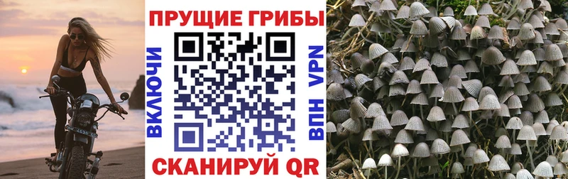 площадка официальный сайт  дарнет шоп  Якутск  Галлюциногенные грибы Cubensis 